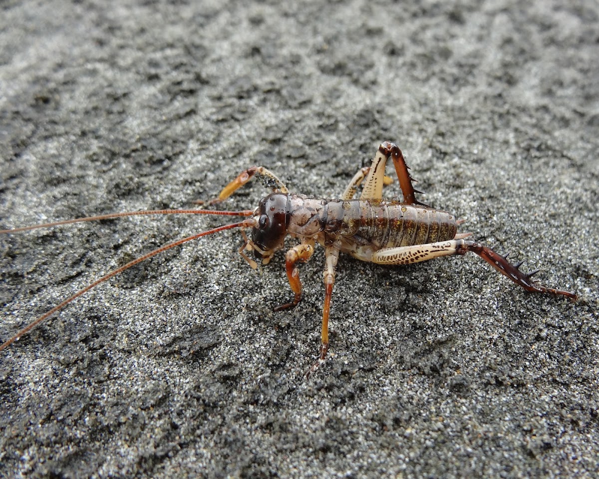 Auckland Tree Weta