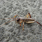 Auckland Tree Weta