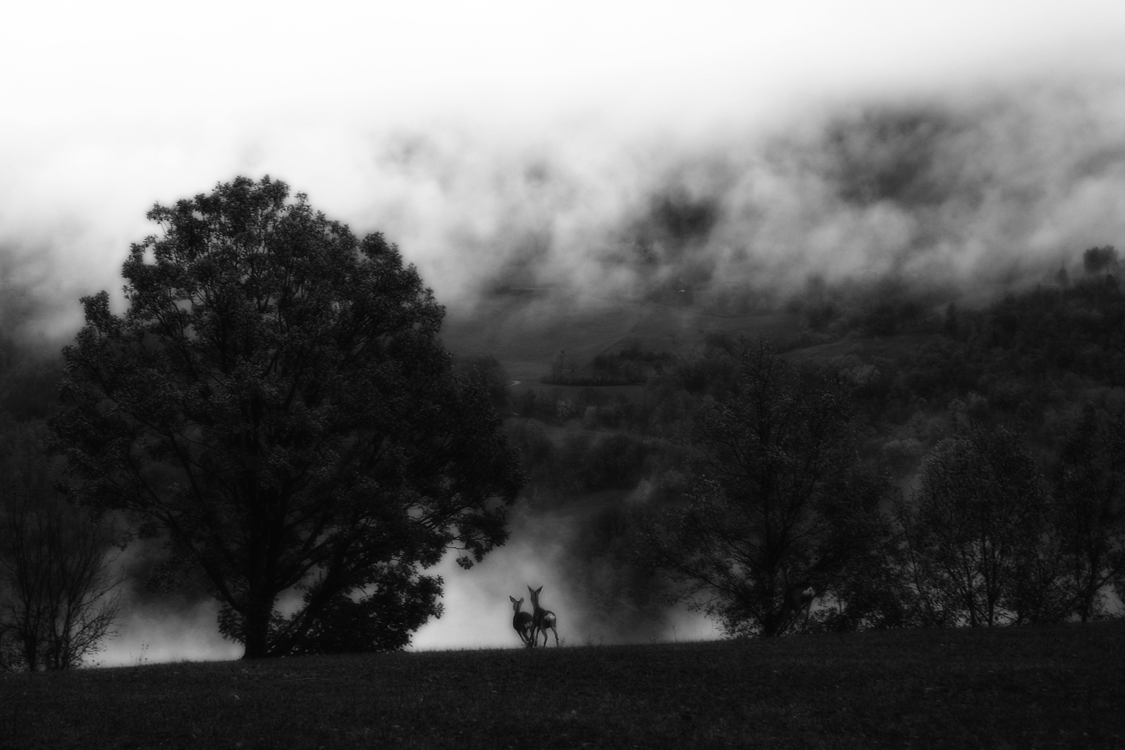 Vita tra la nebbia di Stefano Muzzarelli