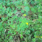 Yellow Woodsorrel