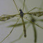 Limoniid Crane Fly