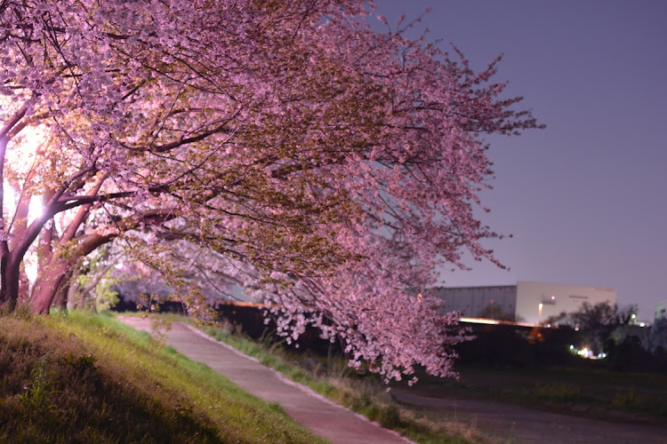 アルトラパンの食べログ・おやびん秘密基地・夜桜・花は短し・さくらぱんに関するカスタム事例の投稿画像2枚目