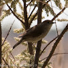 Blackcap; Curruca Capirotada