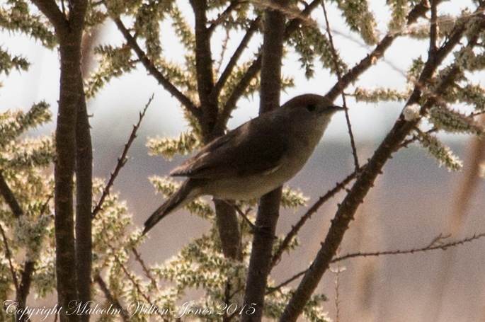 Blackcap; Curruca Capirotada