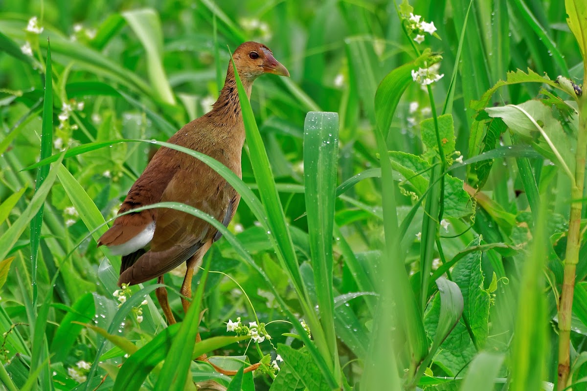 frango-d'água-azul (Purple Gallinule)