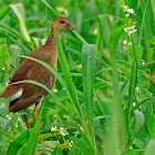 frango-d'água-azul (Purple Gallinule)