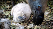 A Cape vulture chick at the Vulpro Vulture Conservation Facility near Hartbeespoort Dam in North West, South Africa. 