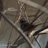 Swamp Sparrow