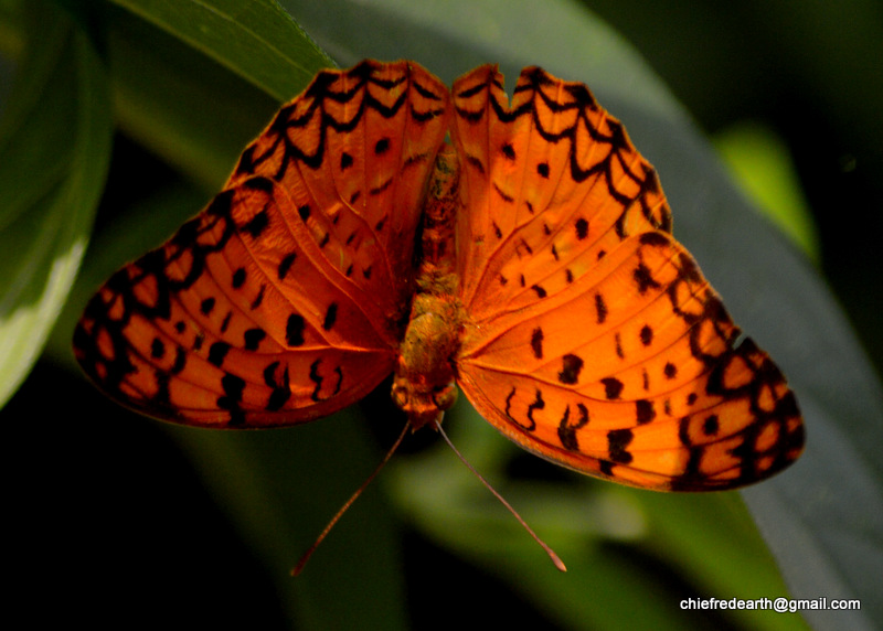 Common Leopard, Spotted Rustic