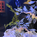 Leafy SeaDragon