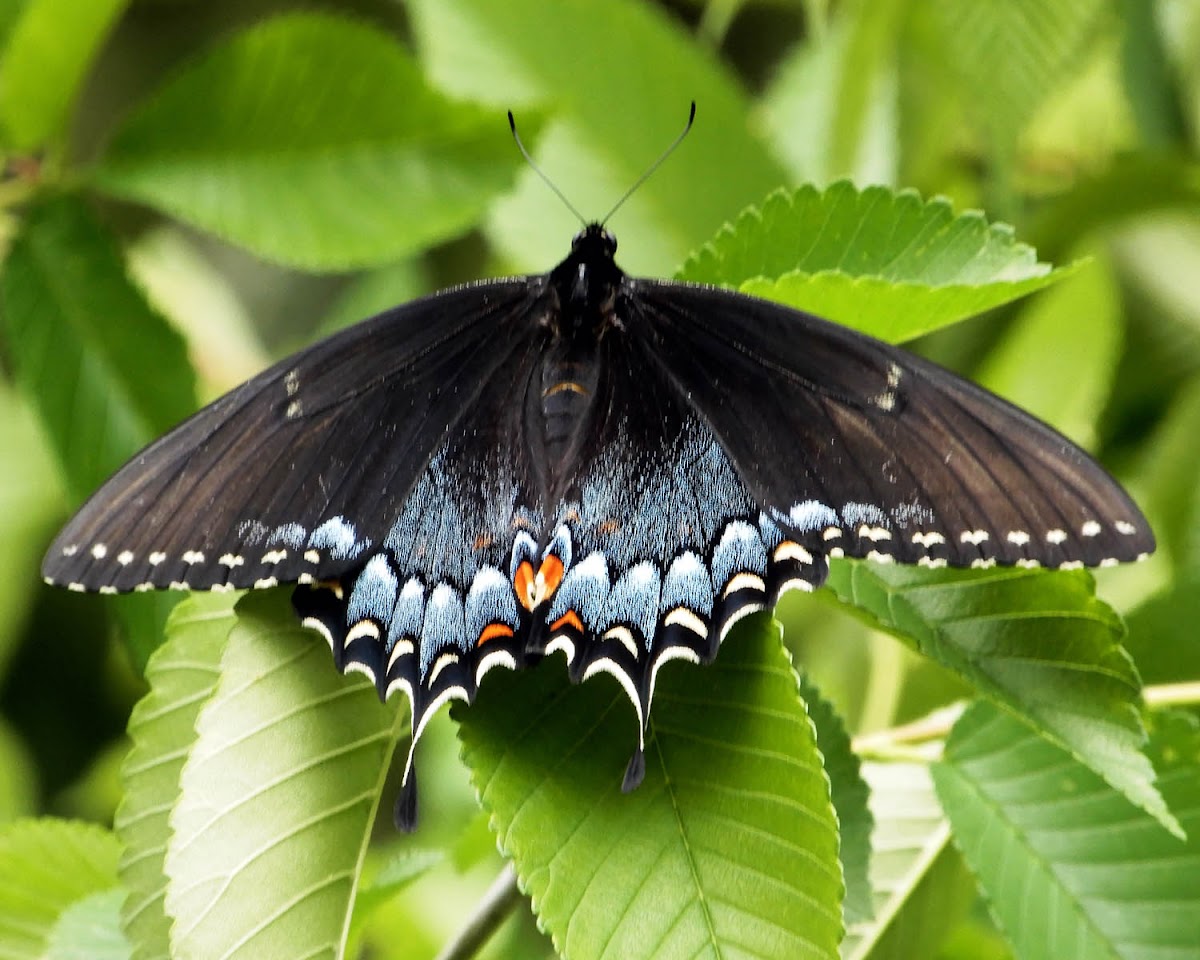 Eastern Tiger Swallowtail