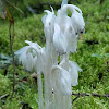 Indian Pipe