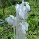 Indian Pipe