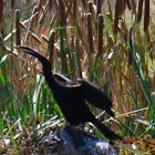 Australasian Darter