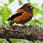 Evening grosbeak