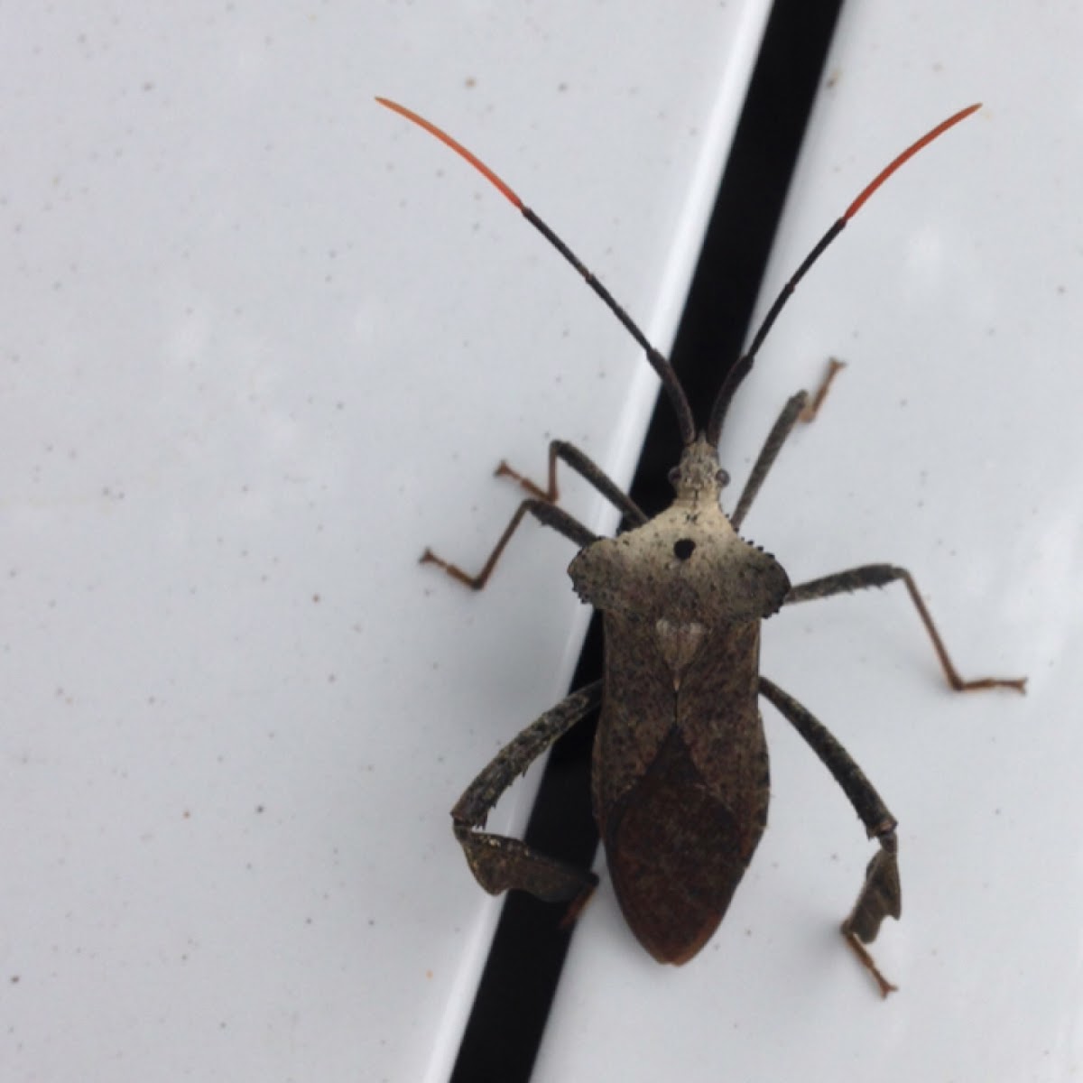 Leaf-Footed Bug