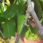 Tailed Jay (caterpillar)