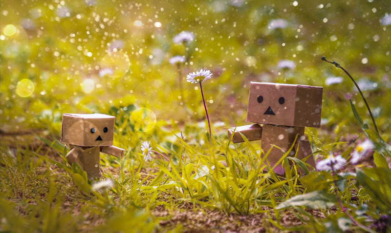 Danbo in campagna di stefytina