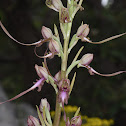 Galilee Lizard orchid