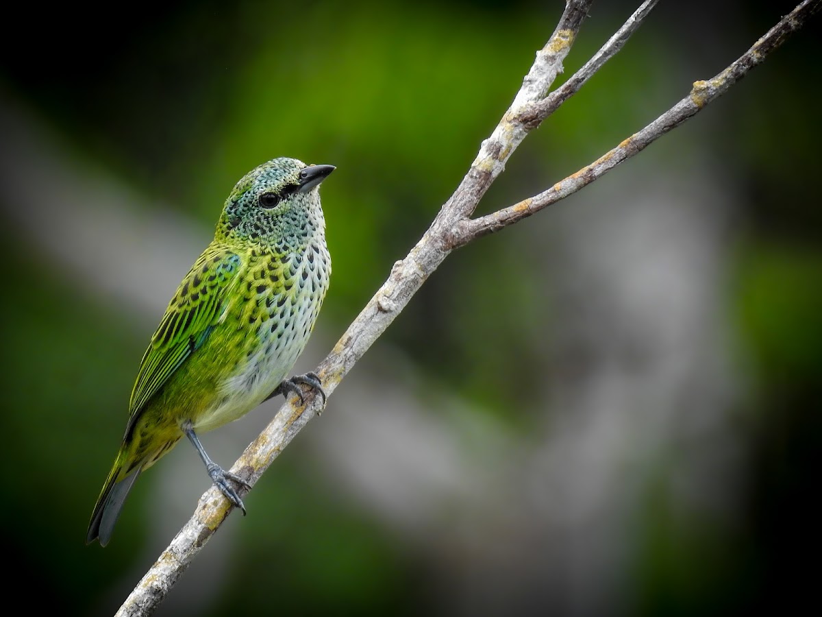 Spotted tanager