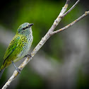 Spotted tanager