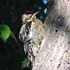 Yellow-bellied Sapsucker     Female