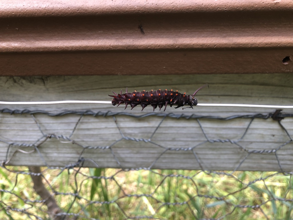 Pipevine Swallowtail Caterpillar