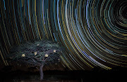 White-browed sparrow weaver nests at Tswalu Kalahari Reserve.