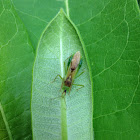 Green plant bug