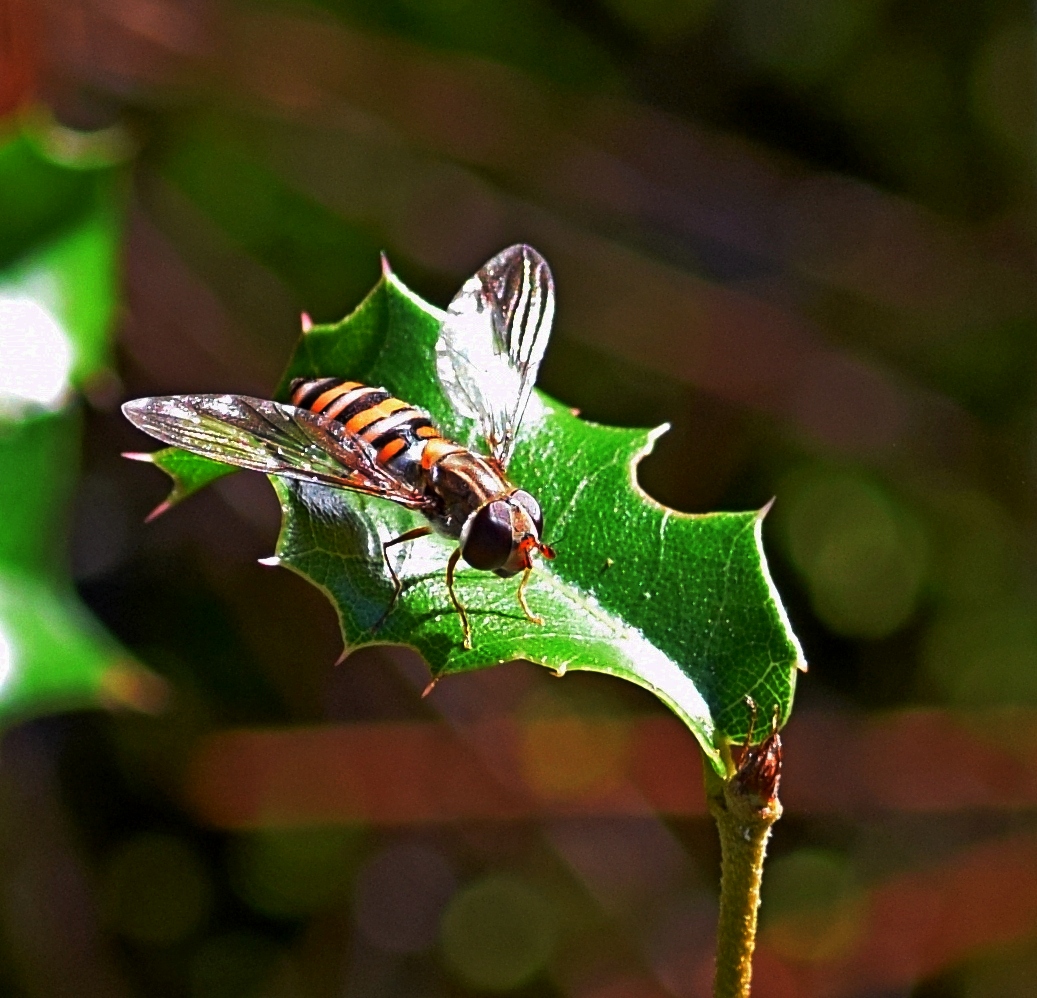 Marmalade Hoverfly