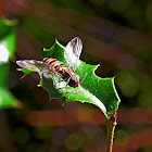 Marmalade Hoverfly