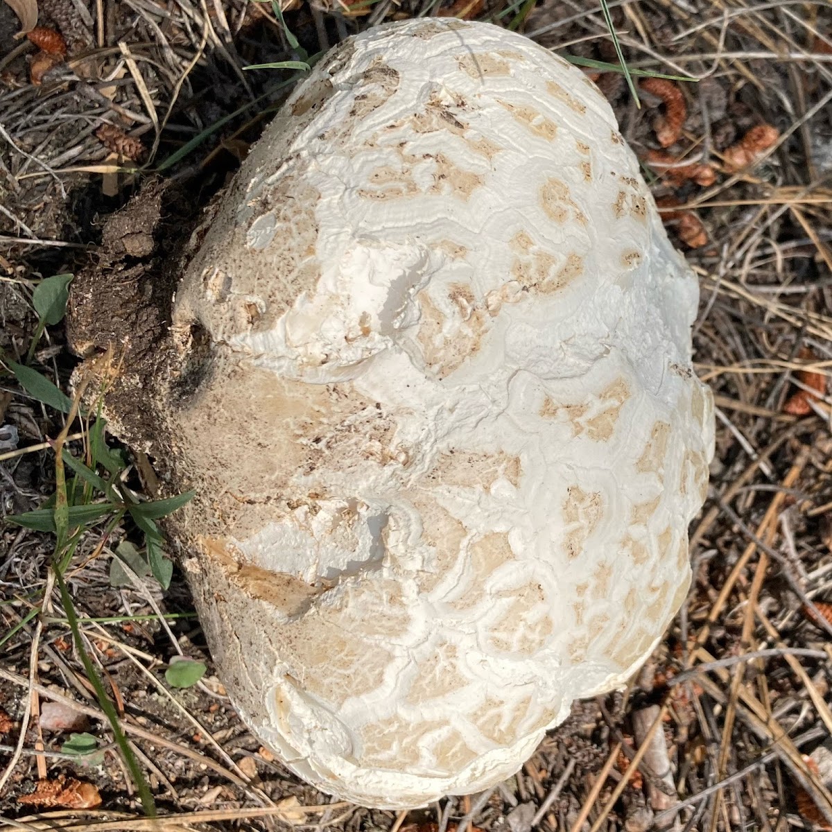 Calvatia