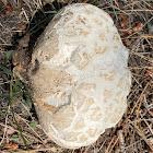 Calvatia