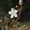 Water Pimpernel