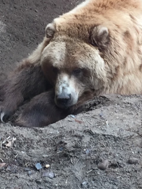 Bear