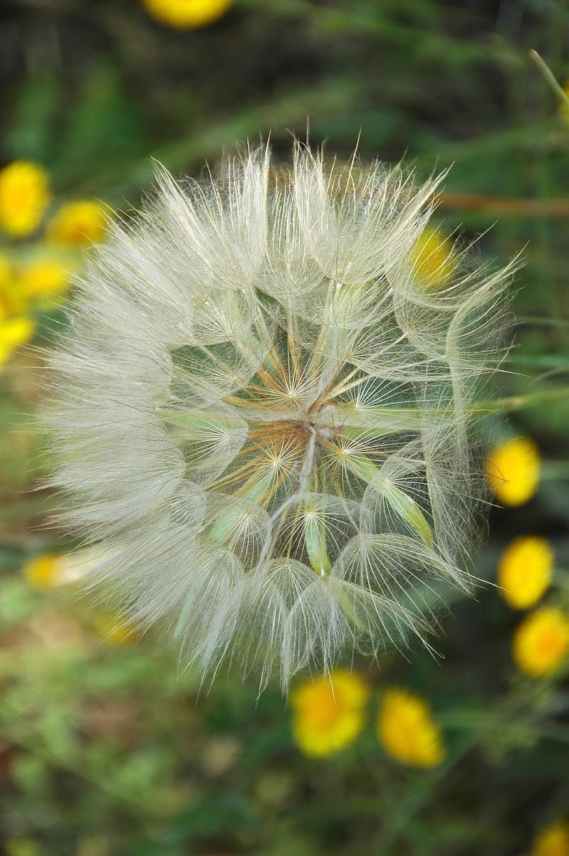 batuffolo in fiore di FLAVIO DI PERSIO