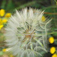 batuffolo in fiore di 