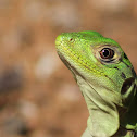 Black spiny-tailed iguana (Juvenile)