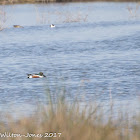 Shoveler