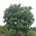 Oak tree