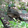 Plain Chachalaca