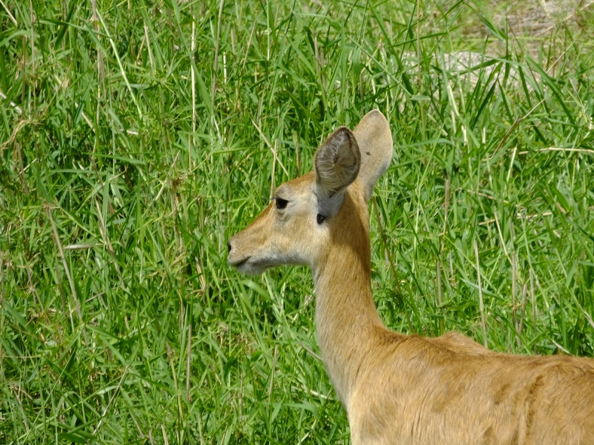 Bohor reedbuck