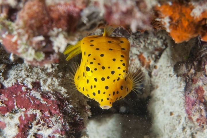 Ostracion Cubicus di Andrea Izzotti