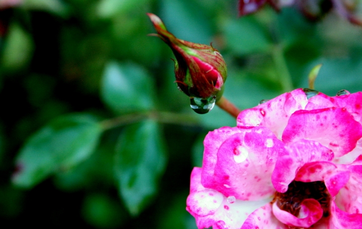 Rosa fresca di photosif