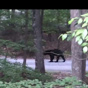 American black bear