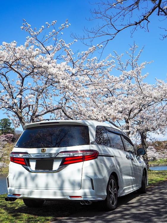オデッセイの桜と愛車・秋田・ドライブ・勢至公園に関するカスタム事例の投稿画像3枚目