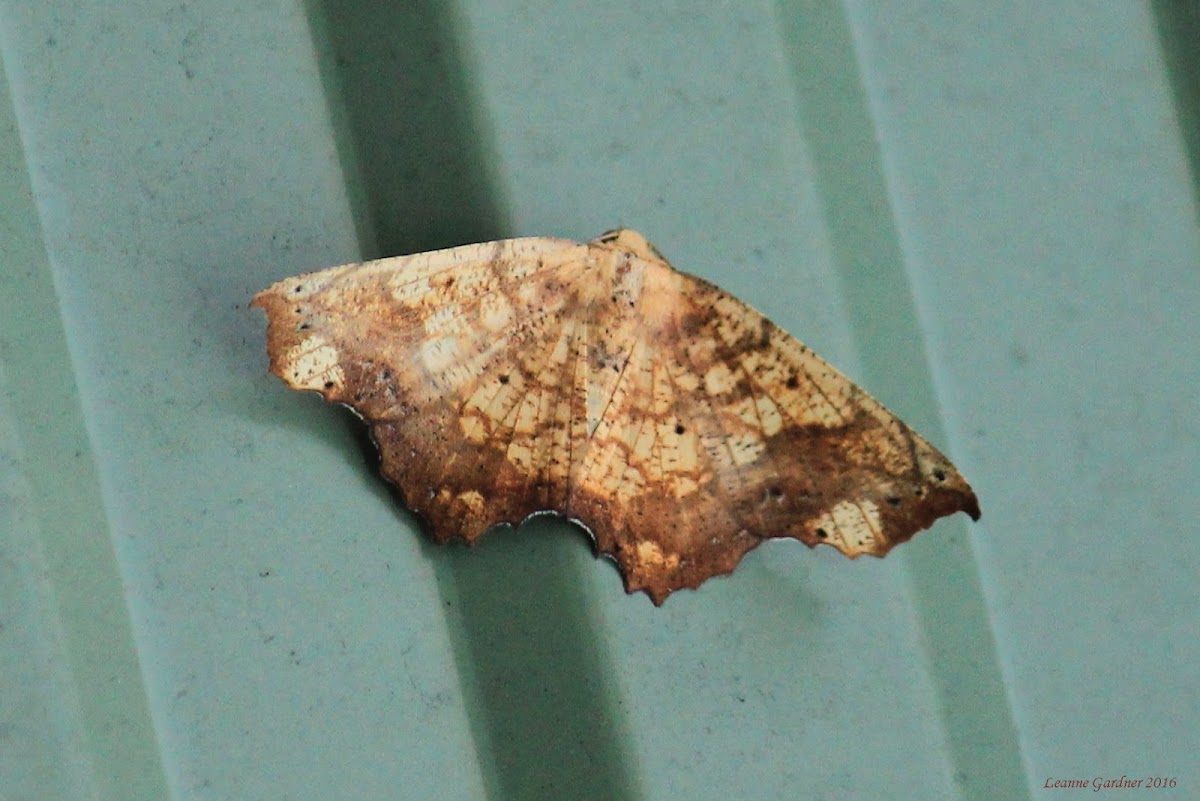 Goemetrid Moth