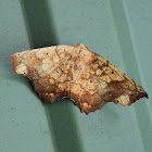 Goemetrid Moth