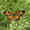 Pearl Crescent