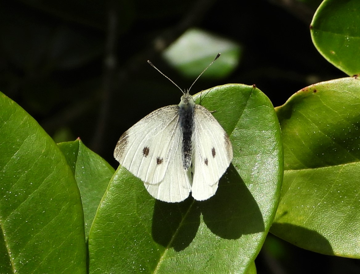 Cabbage white (female)